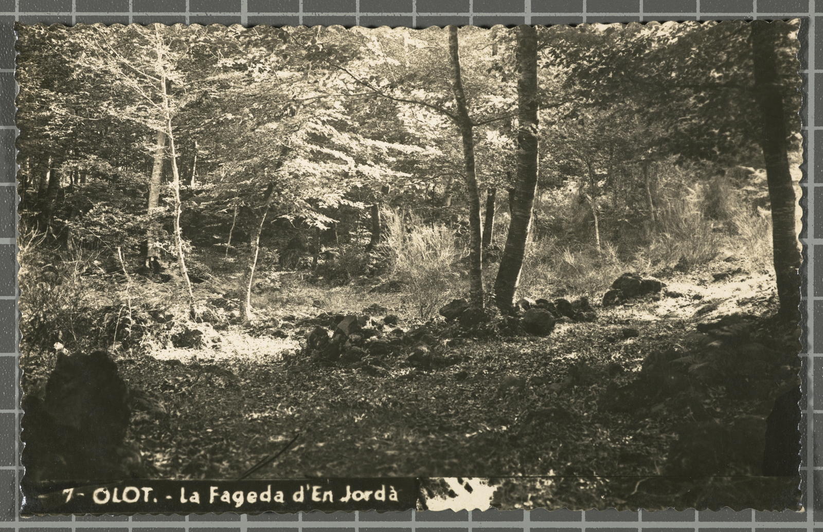 Desconegut, 7- Olot. - The Beech of In Jordan