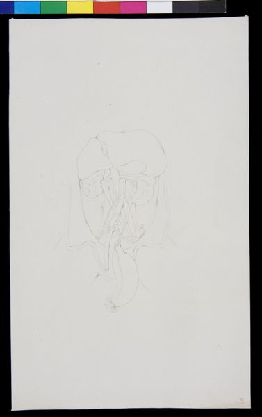 Gerard Sandifort, Abdomen, organs