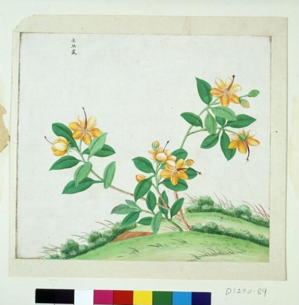 Unknown, Chinese St Johns Wort