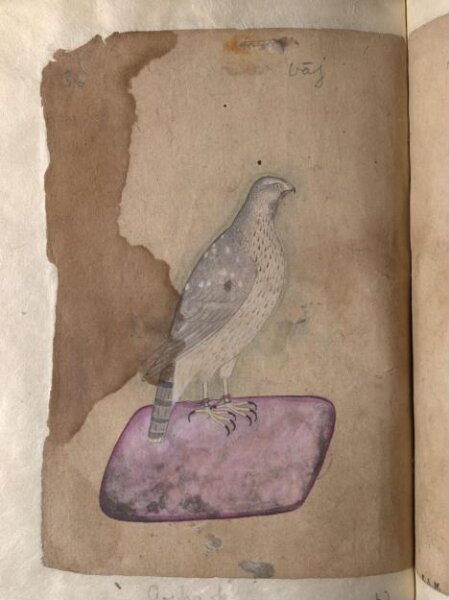 Unknown, Depictions of a Hoopoe and a Goshawk of Northern India