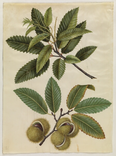 Hans Simon Holtzbecker, Castanea sativa (ægte kastanje)