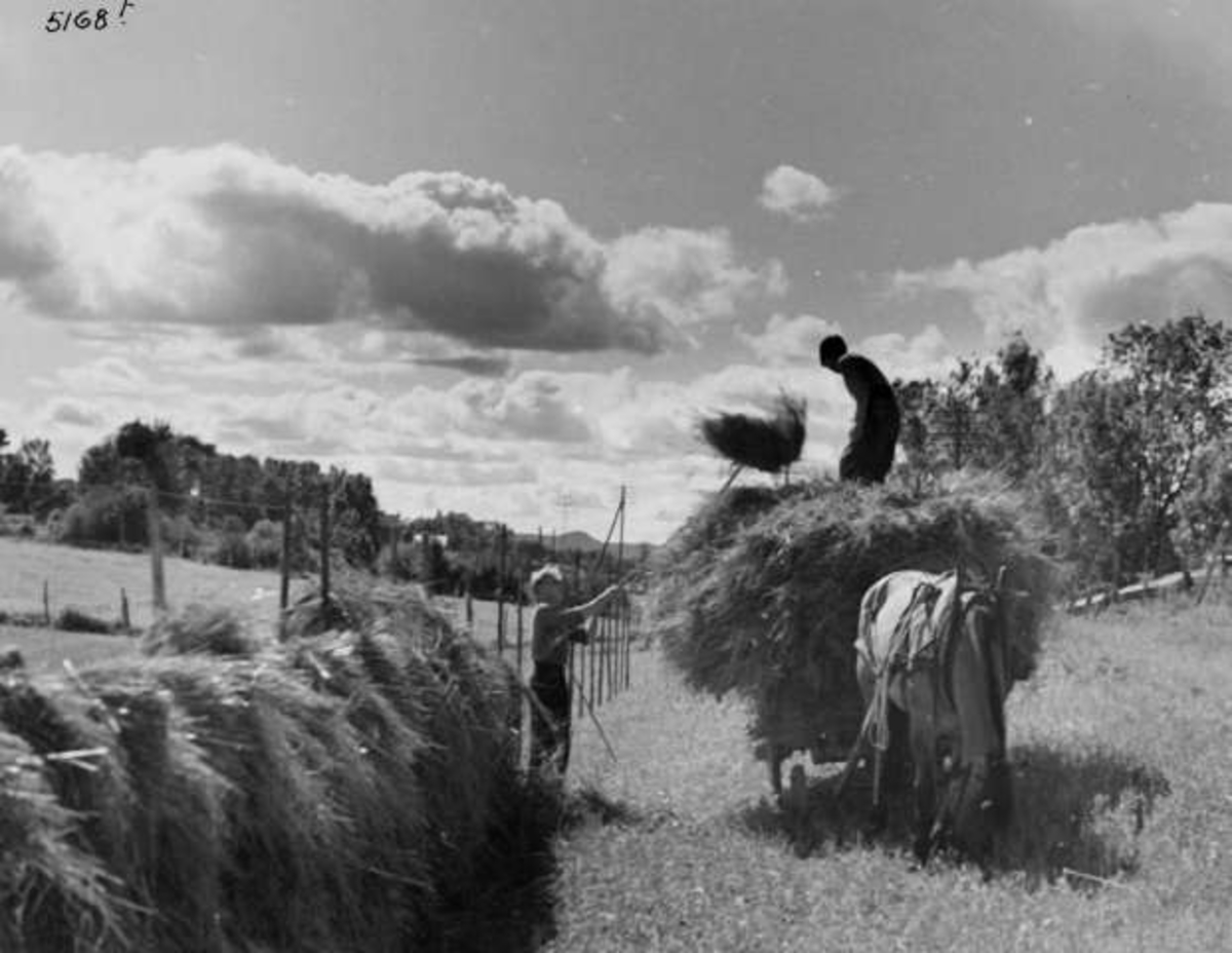 Anders Beer Wilse, -8052