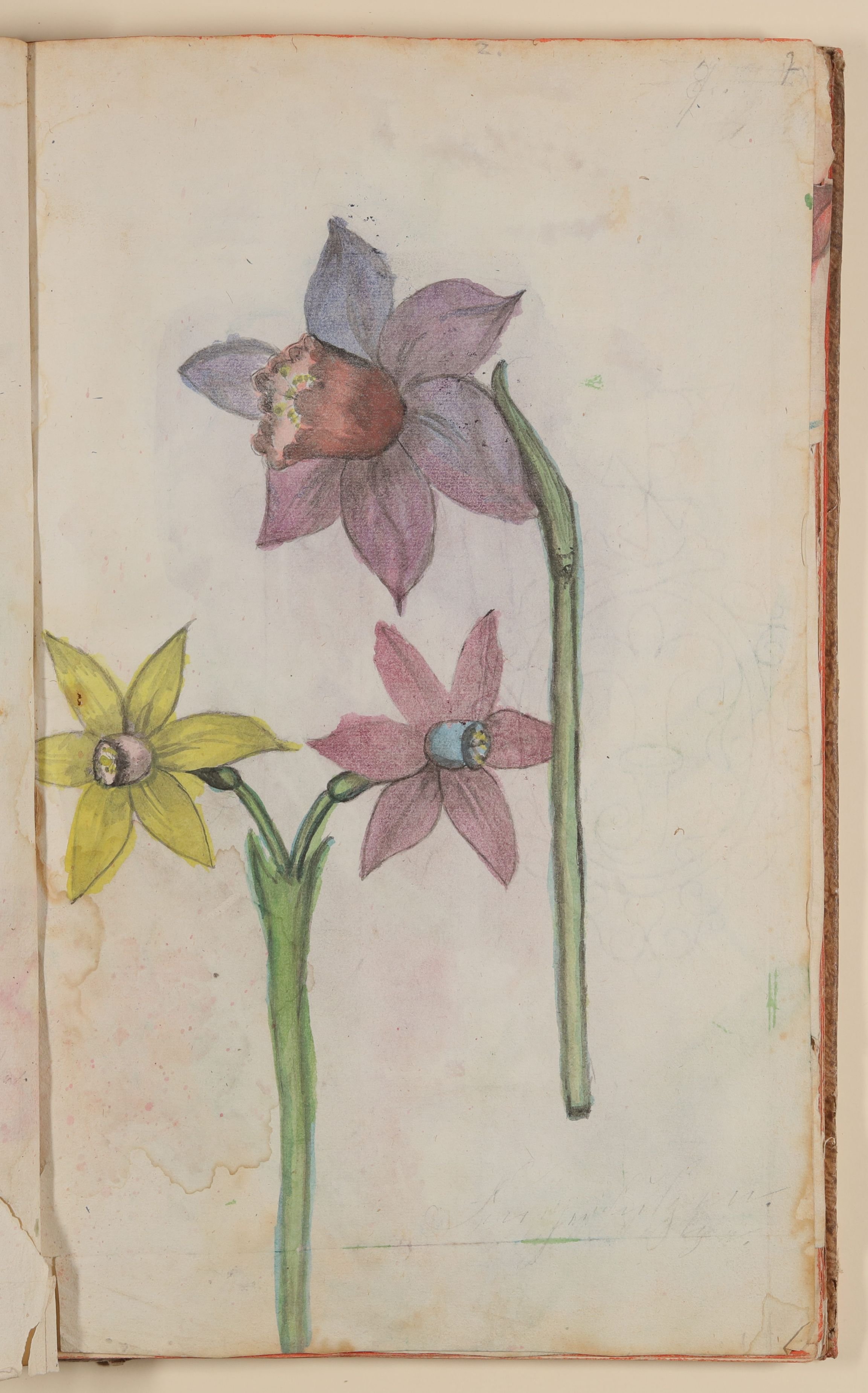Marianne Franziska Seiffert von Klettenberg, Narzissen [aus einem Skizzenbuch der Marianne Franziska Seiffert von Klettenberg]