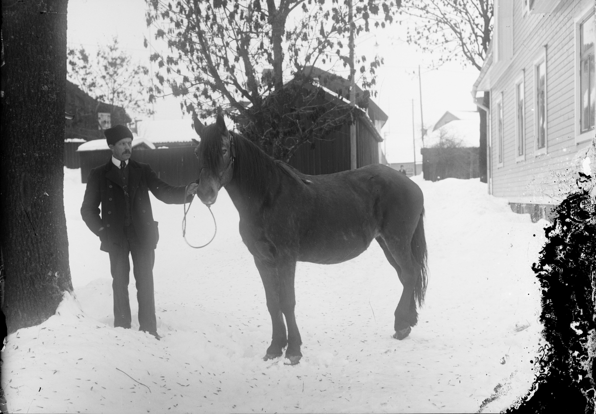 Skötsner-Edhlund, Häst från Fälön, Börstils socken, till slakt, Östhammar, Uppland