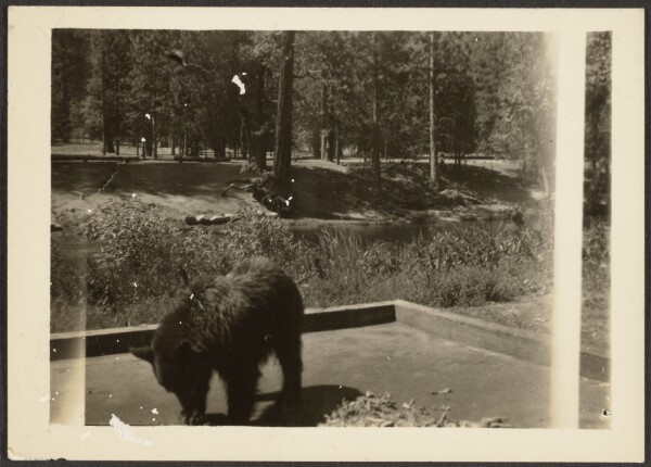 Louis Fleckenstein, [Bear at Camp Site]