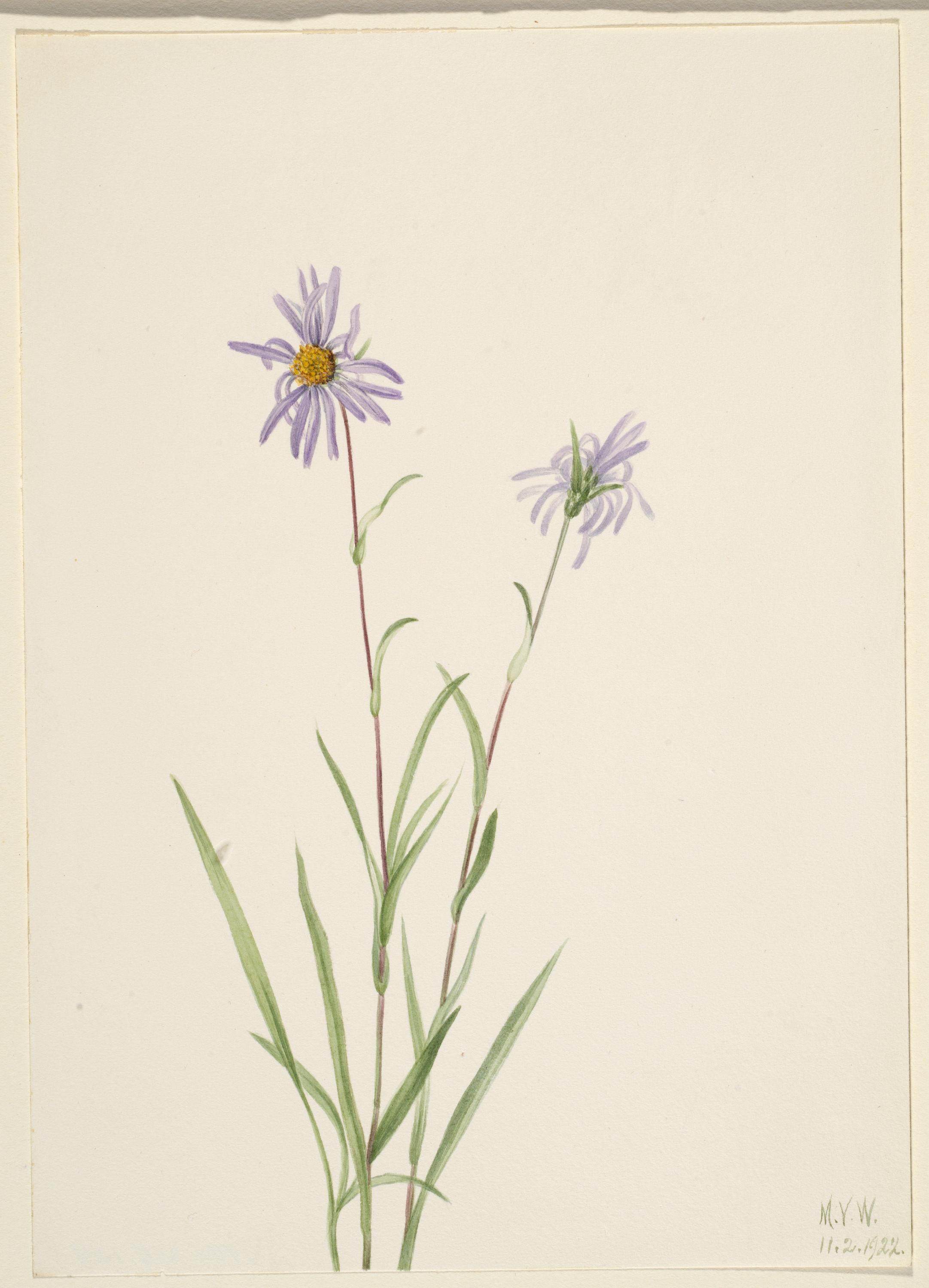 Mary Vaux Walcott, Swamp Aster (Aster paludosus)