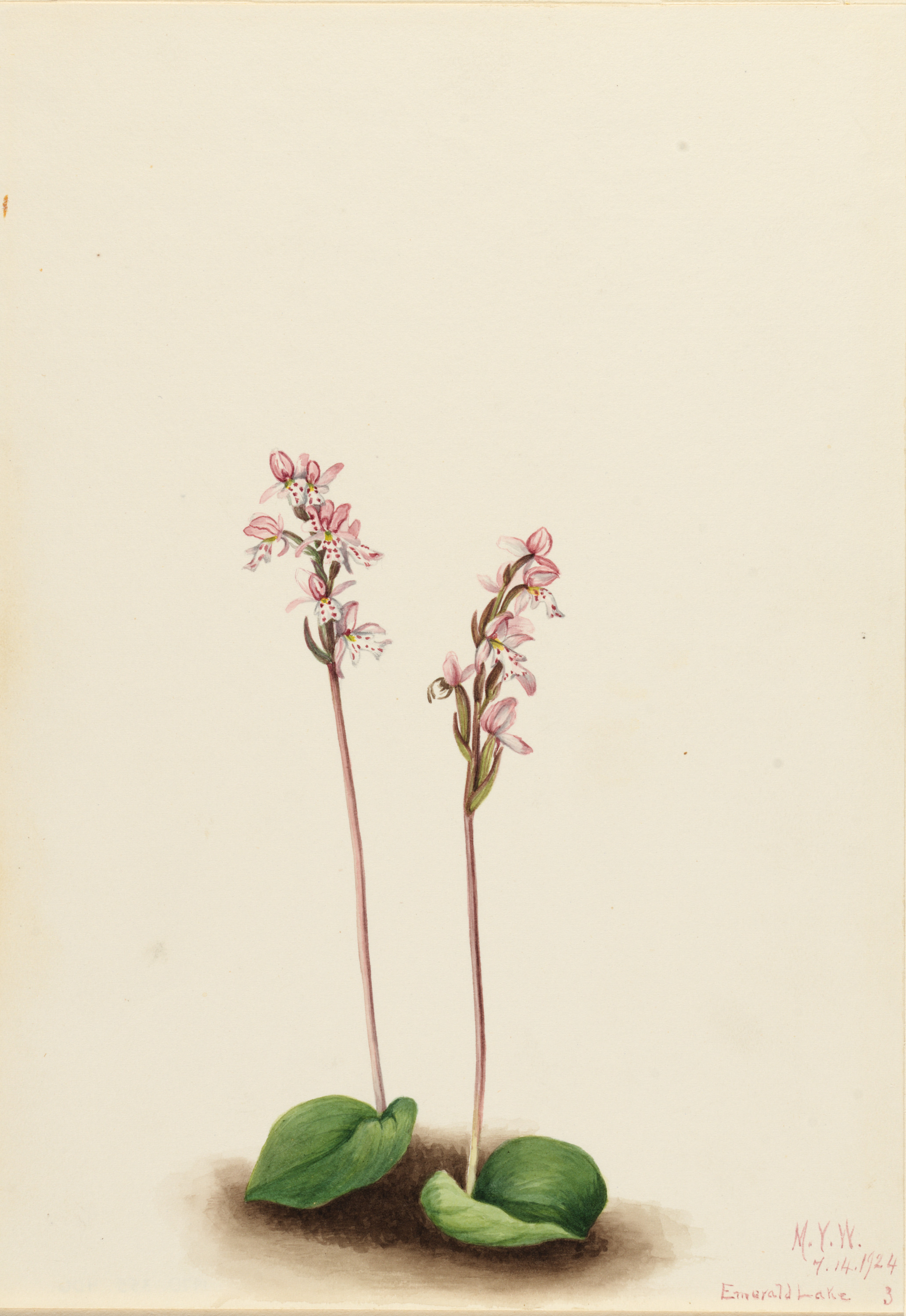 Mary Vaux Walcott, Roundleaf Orchis (Orchis rotundifolia)
