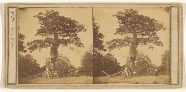 Unknown, [Etude d'arbre]