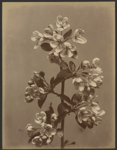 Unknown, [Floral study]