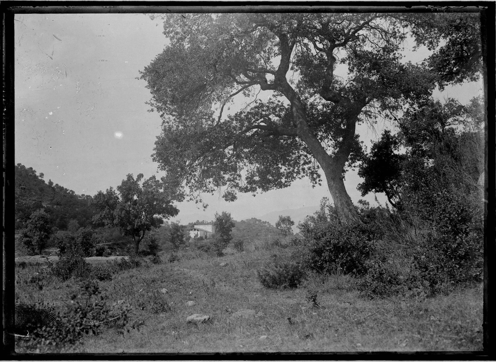 Desconegut, [Bosc]