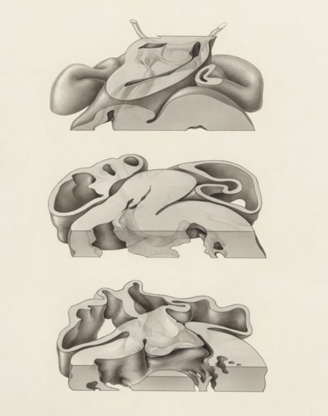 J Tinkelenberg, Embryonic heart