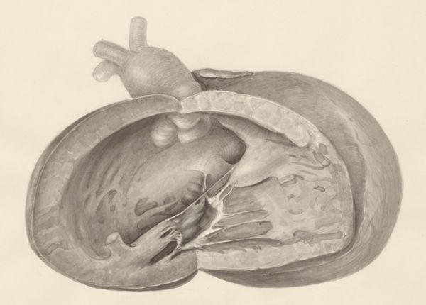 H.G Wetselaar, Heart