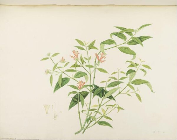unknown, Flowers and Fruits