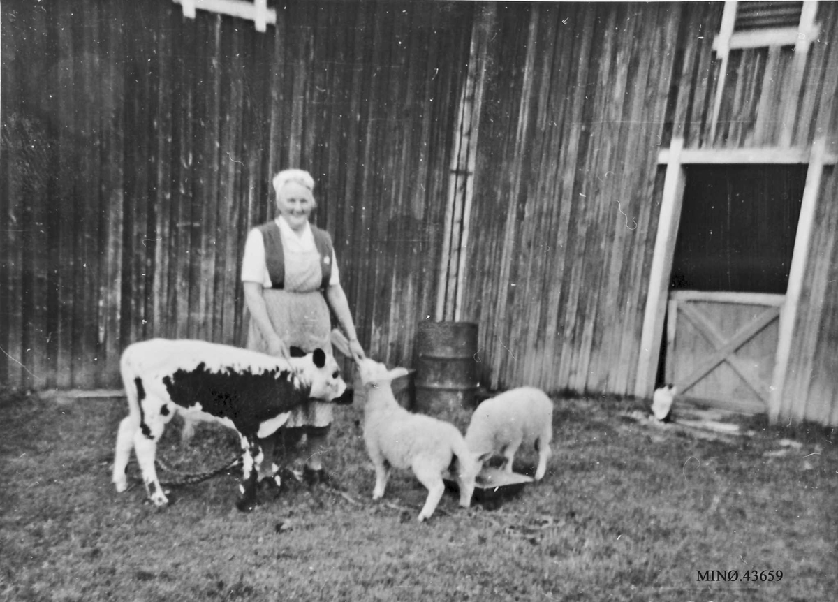 Rachel Haarseth, Kvinne, kalv og to lam, fjøs.