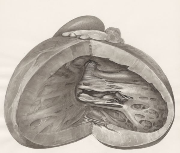 H.G Wetselaar, Heart
