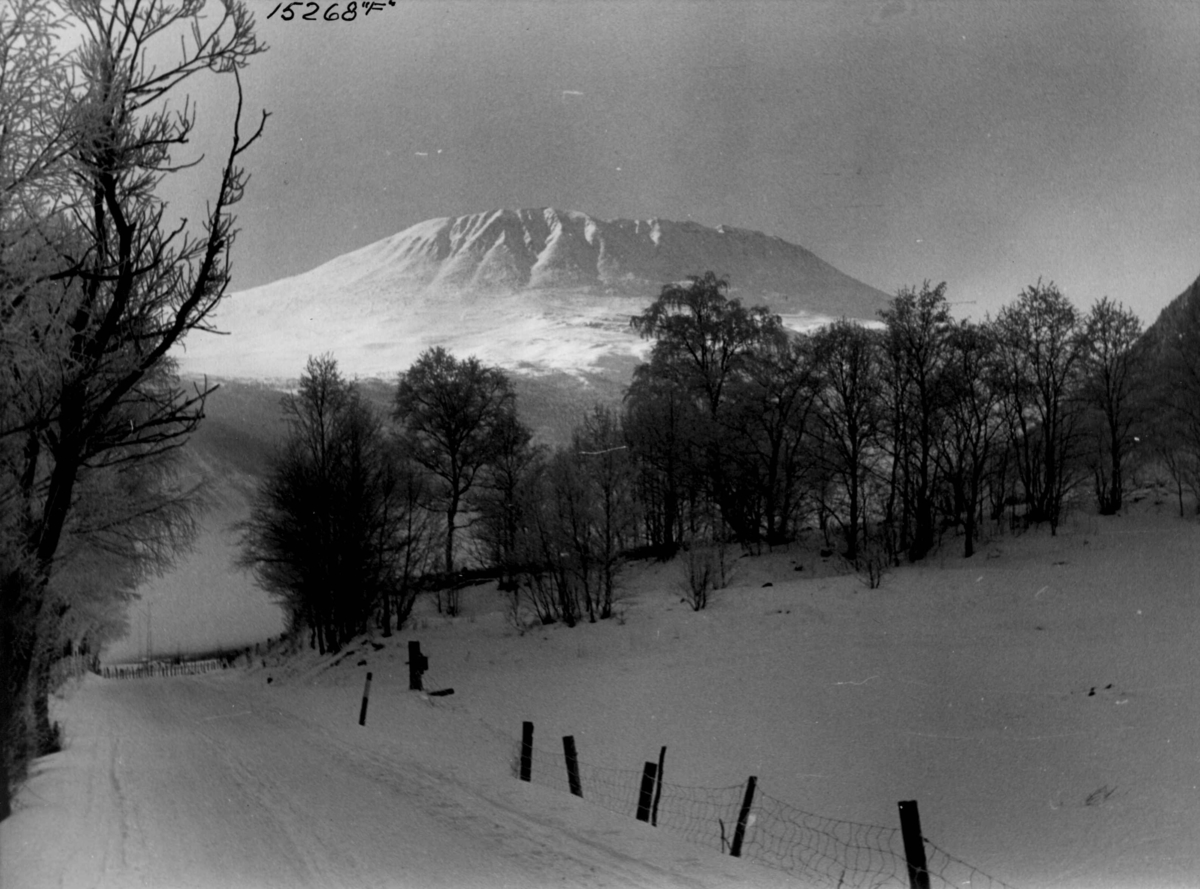 Anders Beer Wilse, Vinterlandskap med vei og trær ved Gaustatoppen.