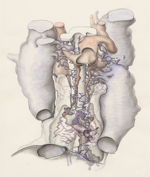 J Wetselaar-Whittaker, Embryonic tissue of a mouse