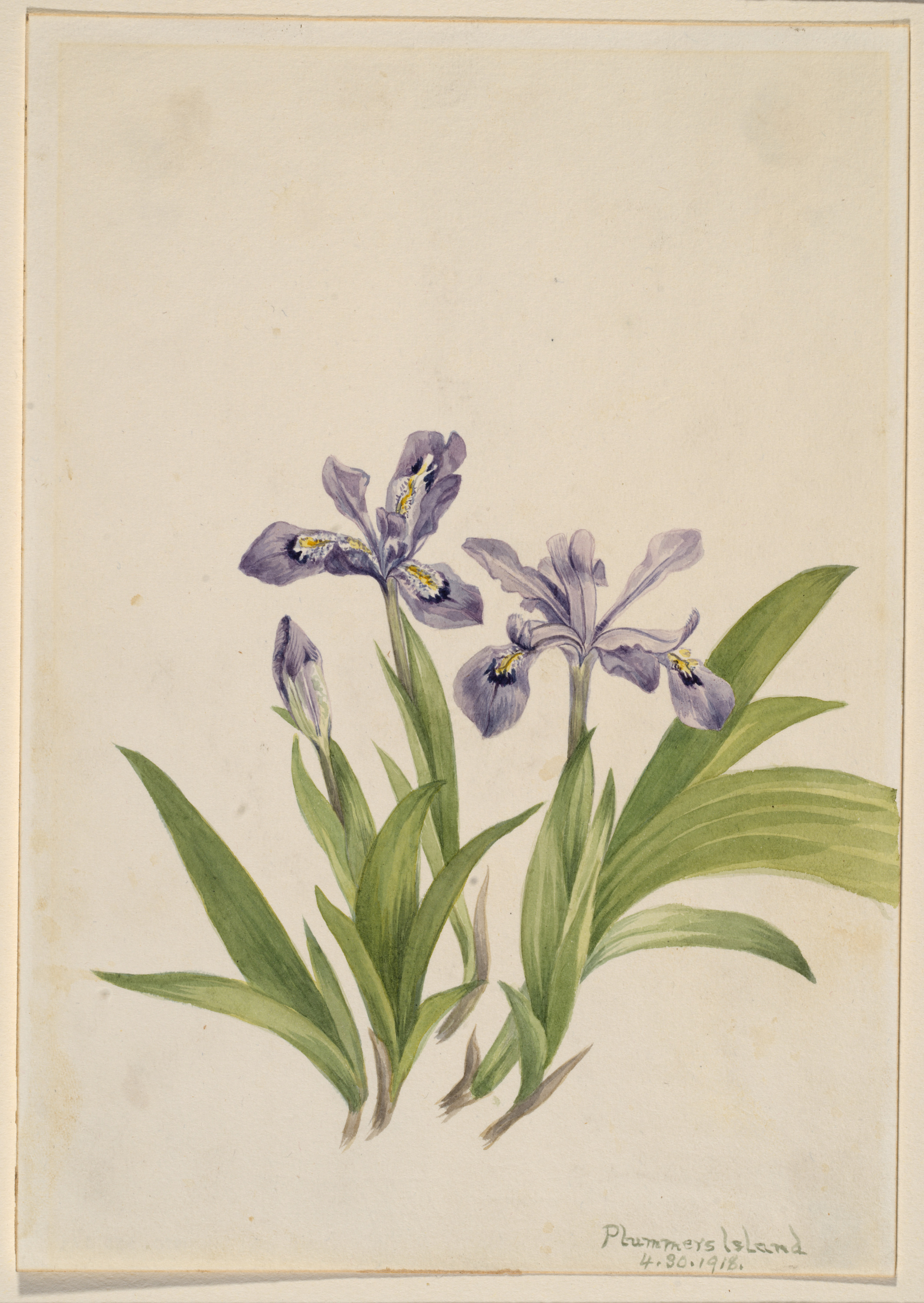 Mary Vaux Walcott, Crested Iris (Iris cristata)
