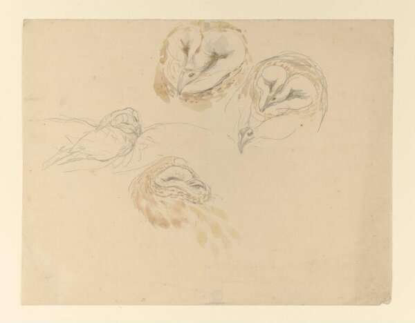 Potter, Beatrix, drawing