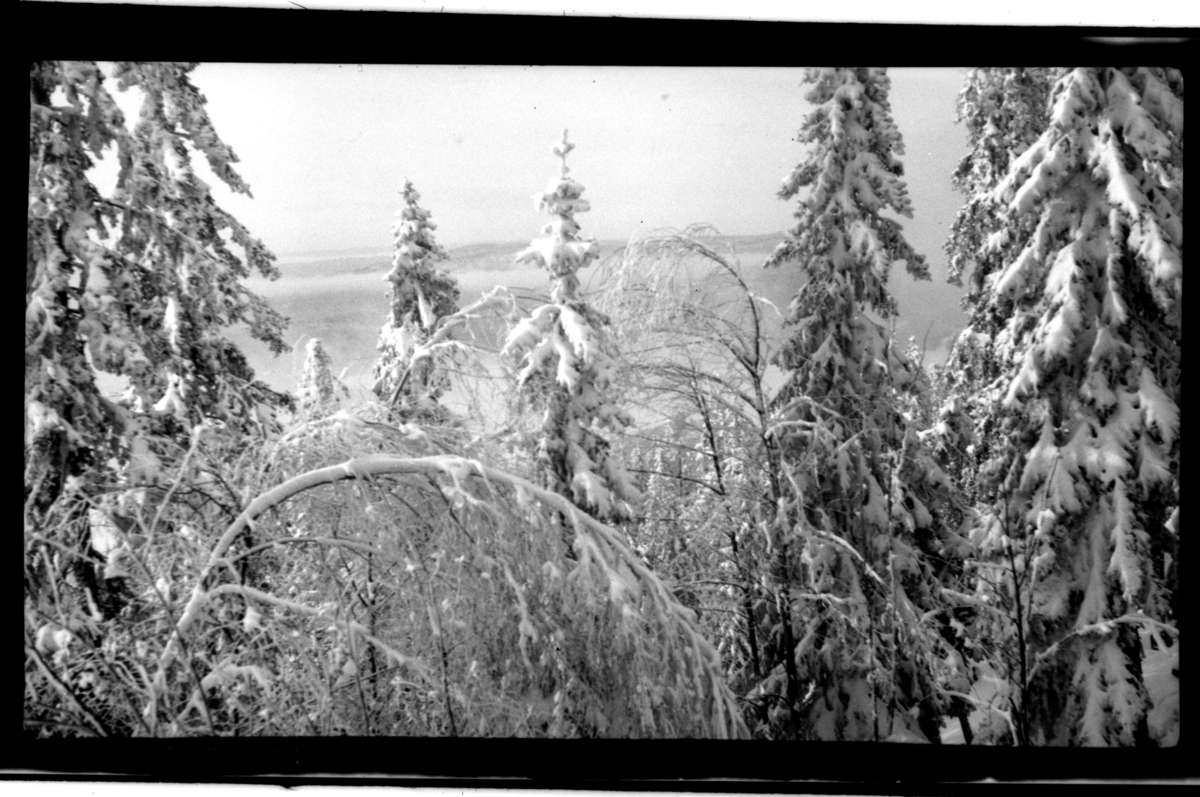 Rolf Sr. Sundt, Vinterkledd skog, Voksenlia. Fotografert 1918.