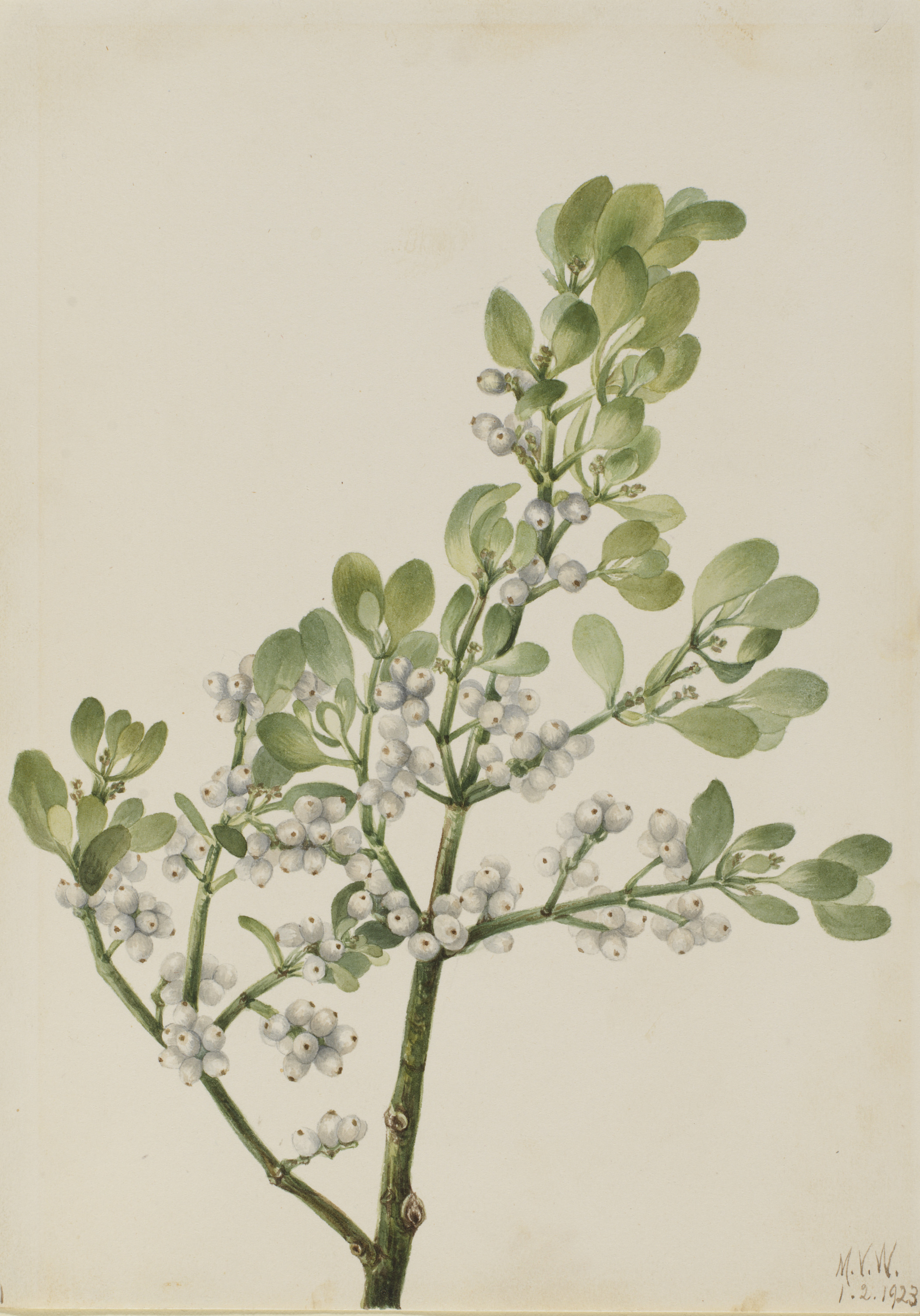 Mary Vaux Walcott, American Mistletoe (Phoradendron flavescens)