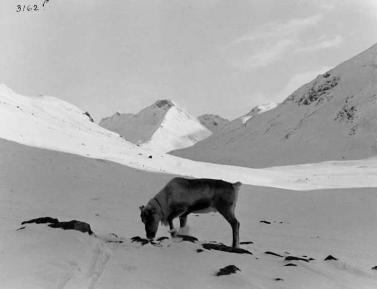 Anders Beer Wilse, -7867