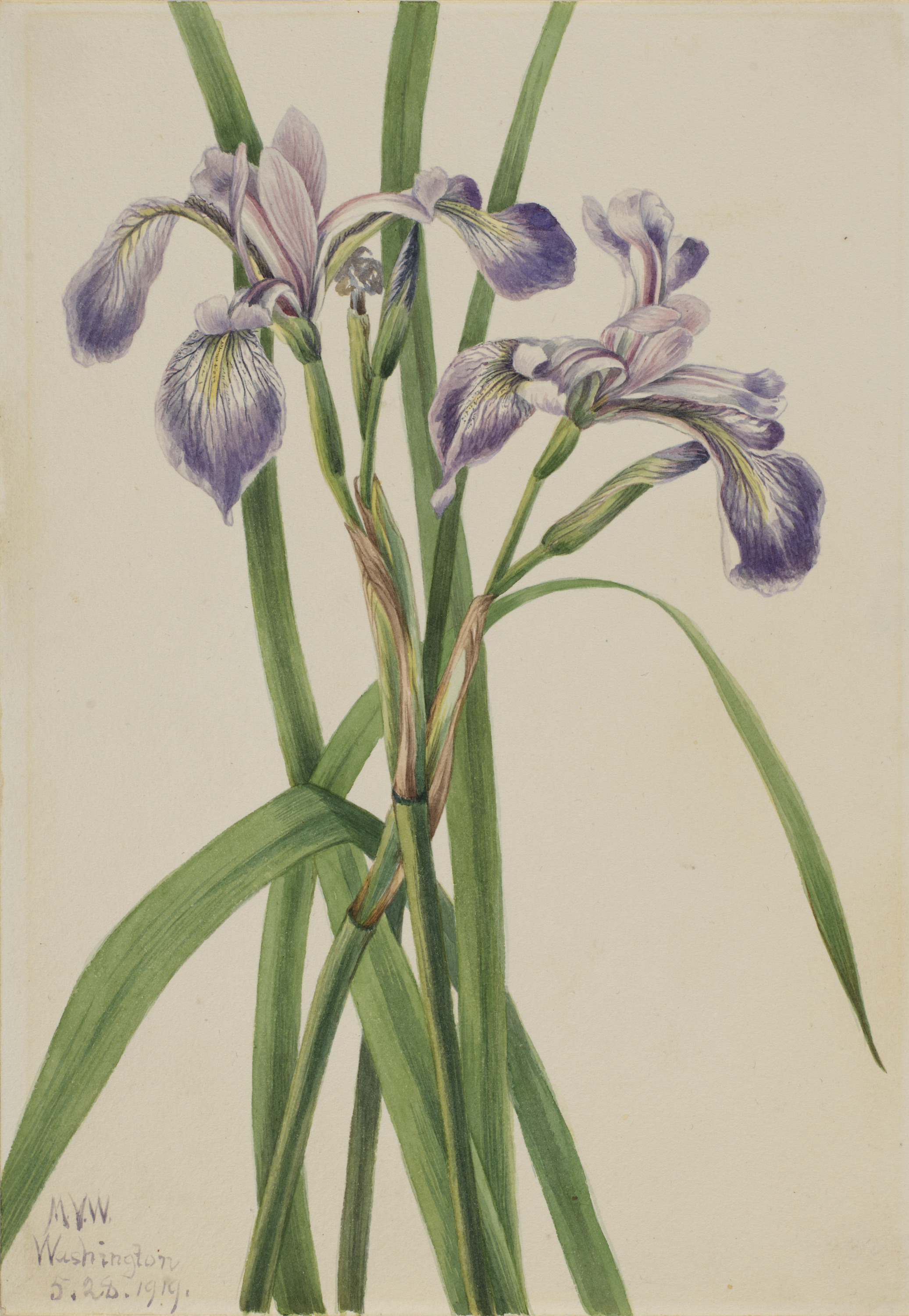 Mary Vaux Walcott, Blueflag Iris (Iris versicolor)