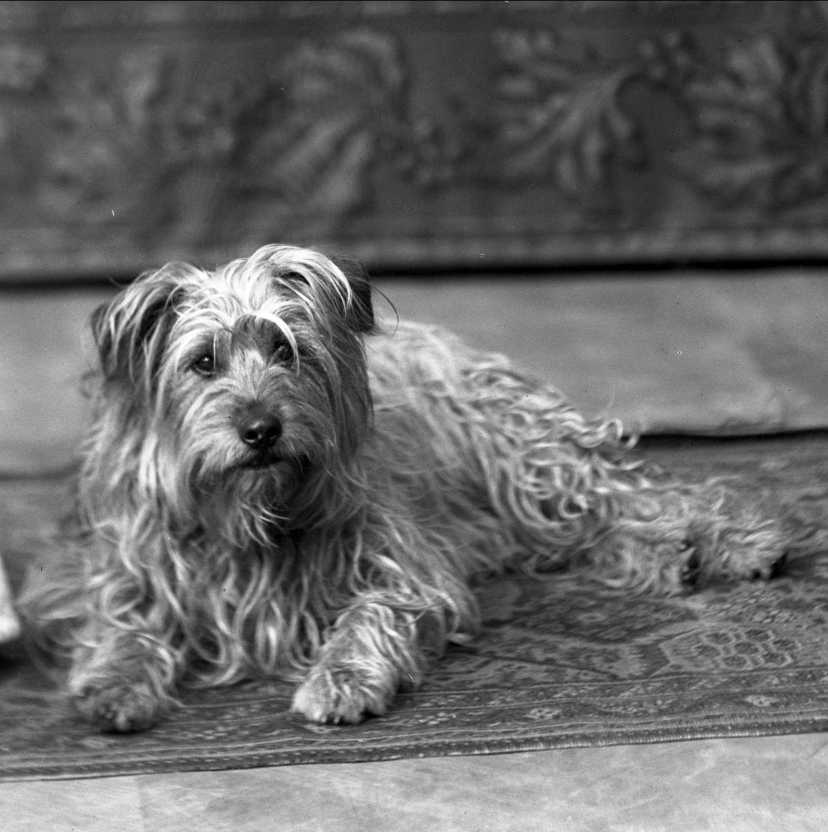 Gustav Borgen, Portrett, hund på teppet. Tschudys hund.