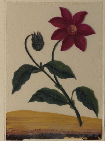 Unknown, One of eighteen drawings of flowers.