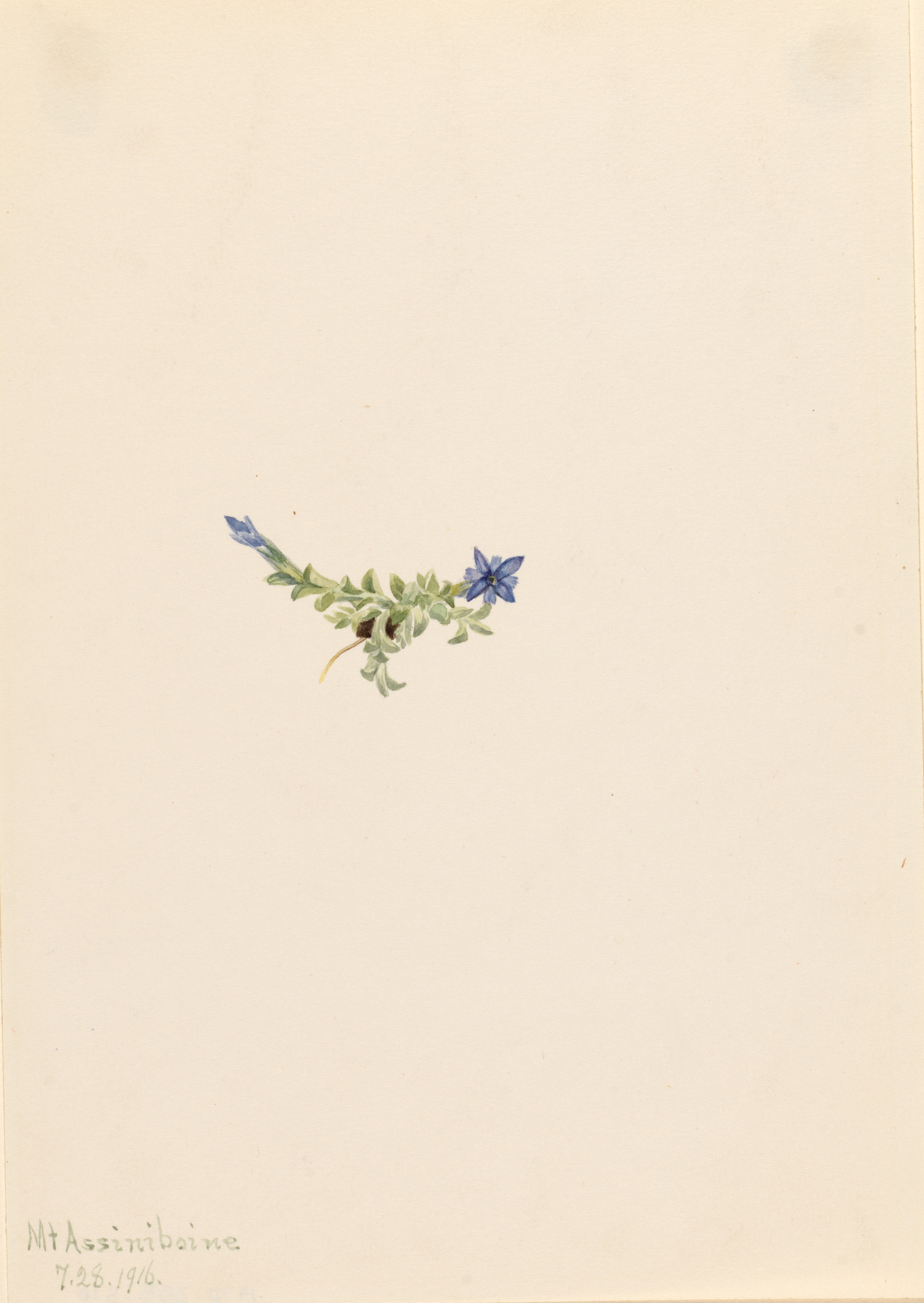 Mary Vaux Walcott, Moss Gentian (Gentiana prostrata)