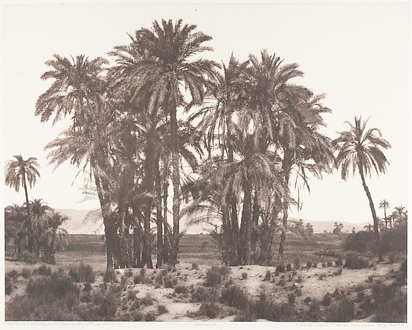 Félix Teynard, Karnak, Groupe de Dattiers Vu du Point A