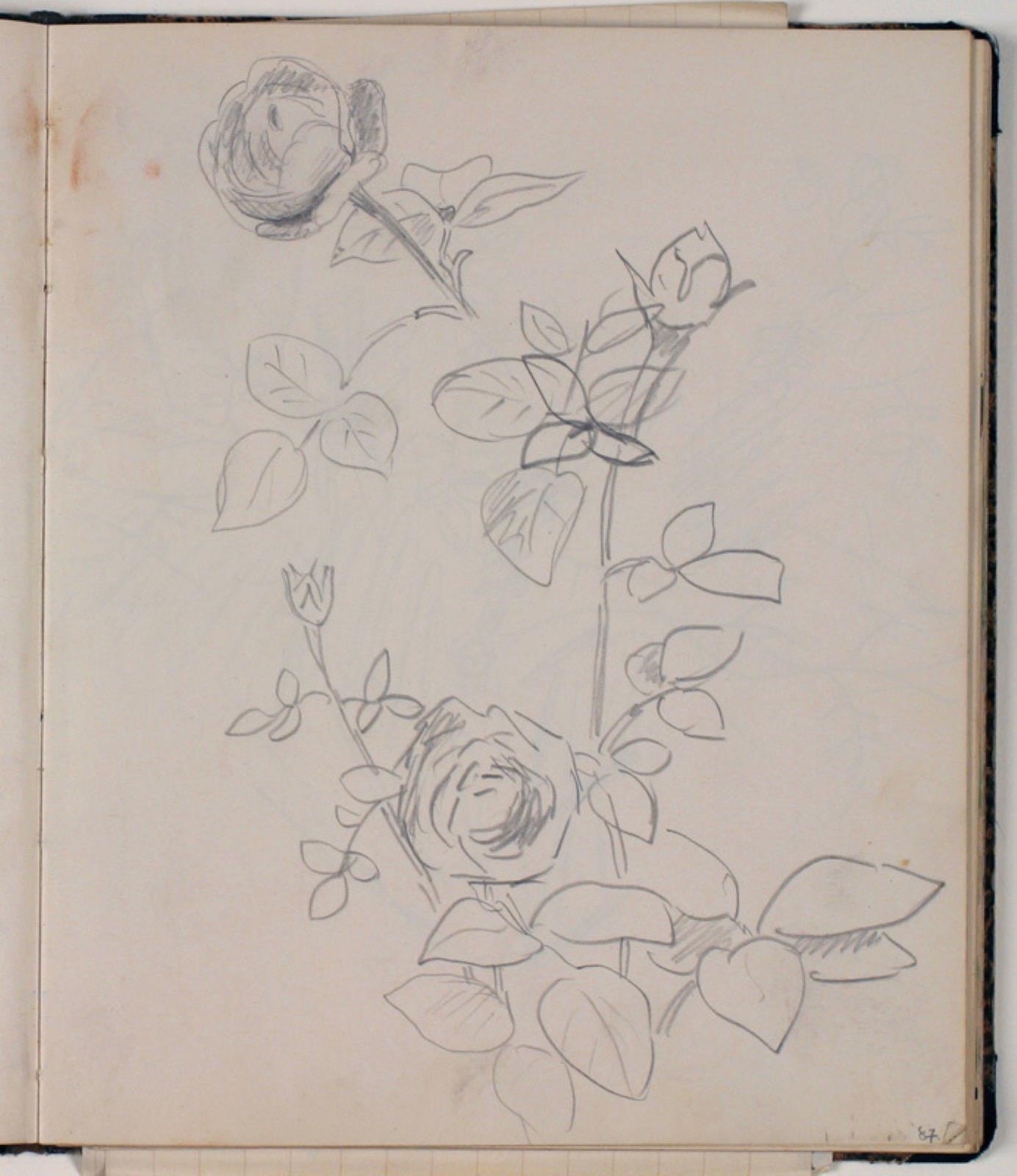 Niels Larsen Stevns, Studier af roser