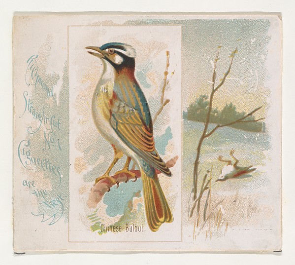 Allen & Ginter, Chinese Bulbul, from the Song Birds of the World series (N42) for Allen & Ginter Cigarettes