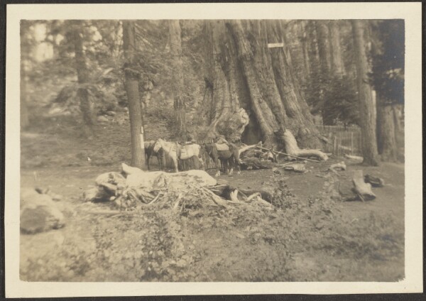 Louis Fleckenstein, [Pack Horses in Forest Clearing]