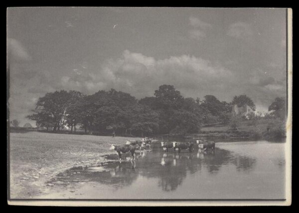 Gale, Lt. Col. Joseph, Cows in a river