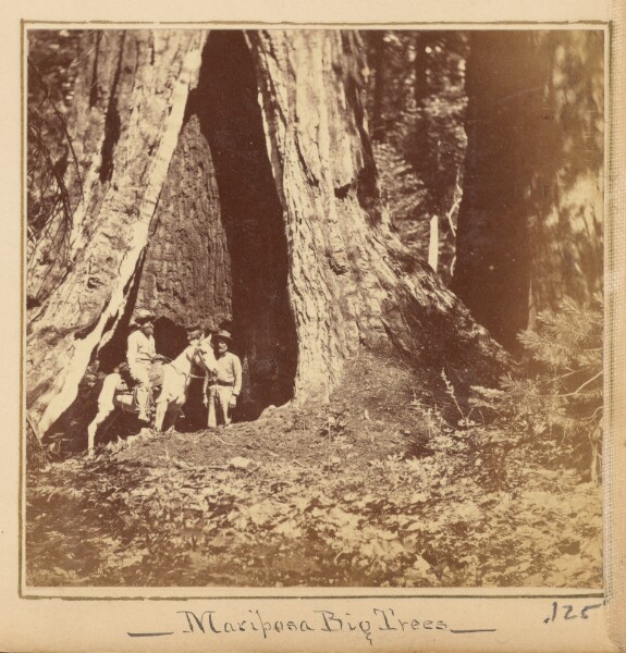 Unknown, Mariposa Big Trees