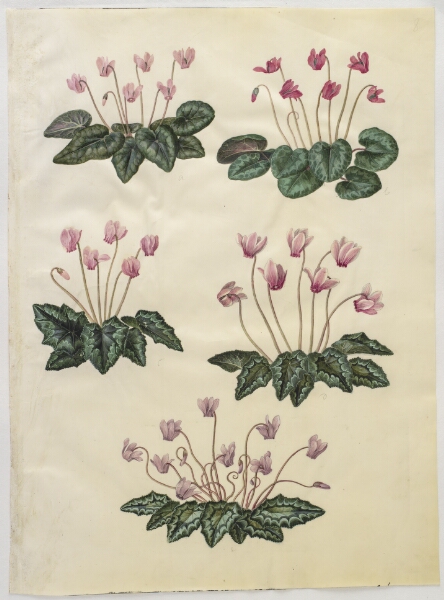 Hans Simon Holtzbecker, Cyclamen purpurascens (ægte alpeviol); Cyclamen hederifolium (vedbendbladet alpeviol)