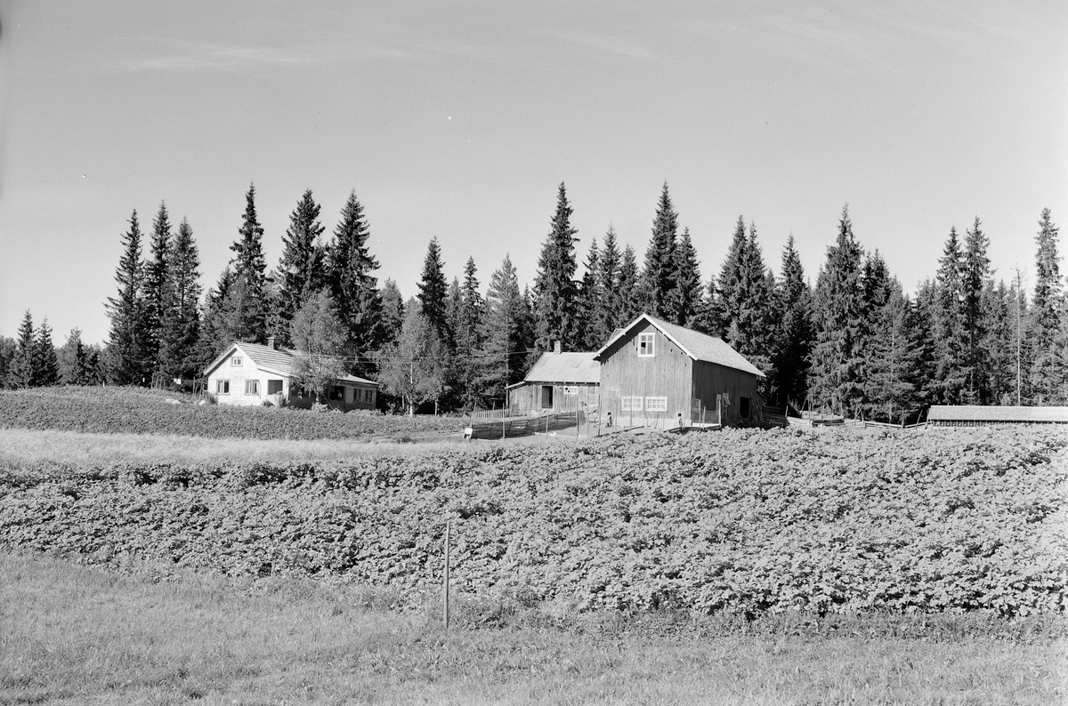 Anno Domkirkeodden, EKSTR: GARDSTUN, SVESTAD. Se Løtenboka, bind 2. Bygdeboka fra 1953, side 107