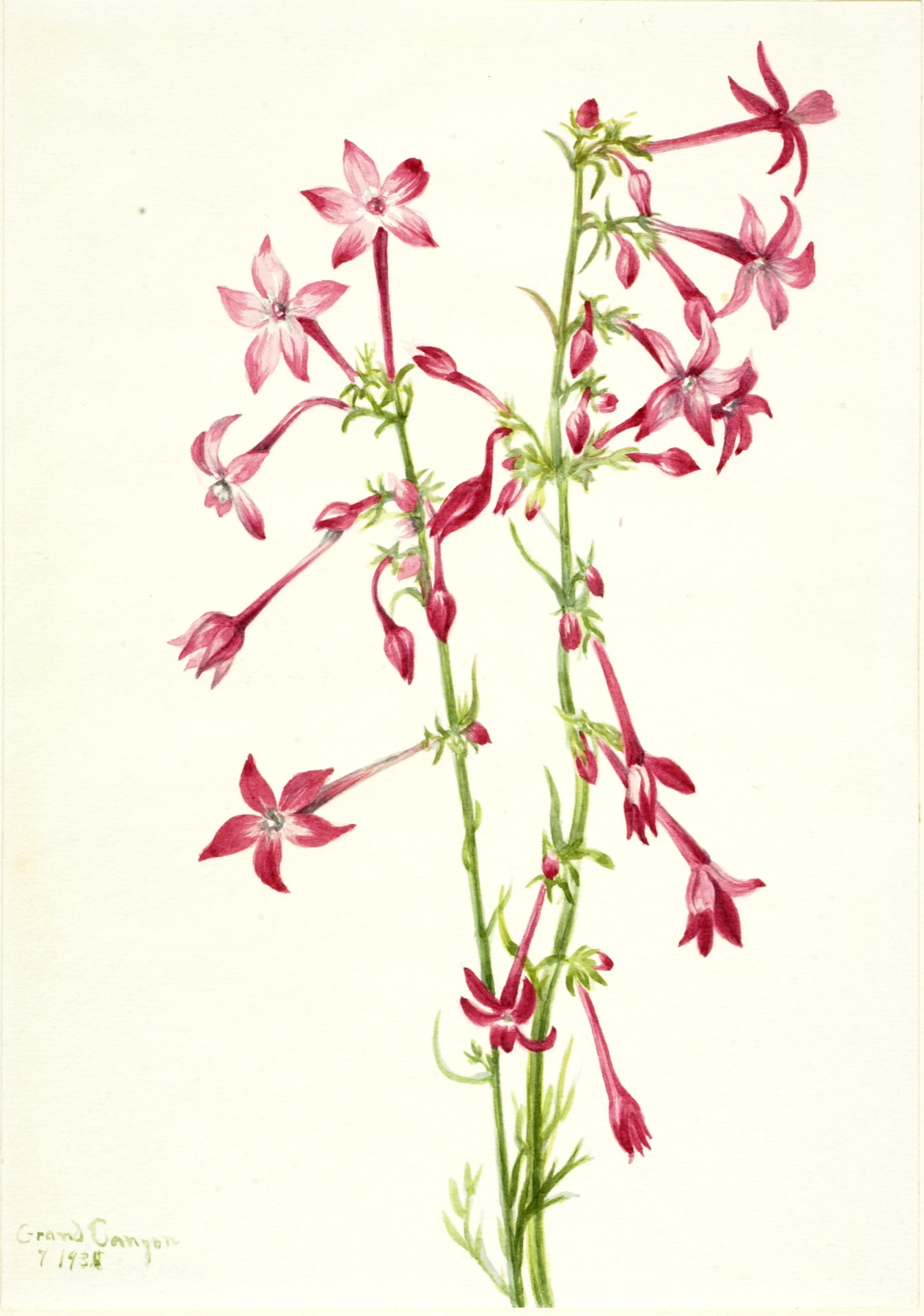 Mary Vaux Walcott, Scarlet Gilia (Gilia aggregata)