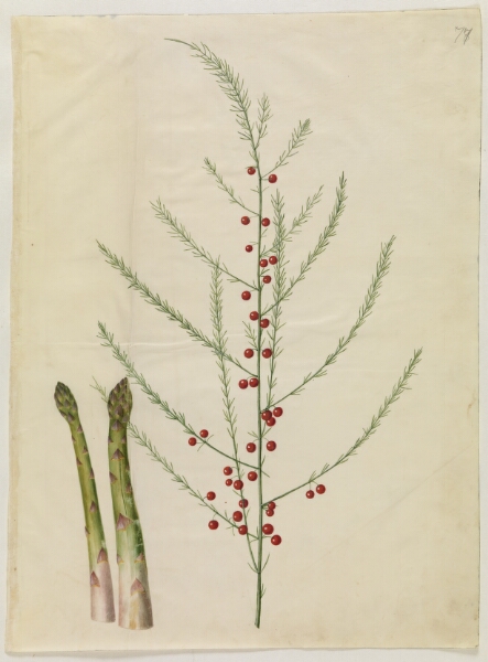 Hans Simon Holtzbecker, Asparagus officinalis (almindelig asparges)