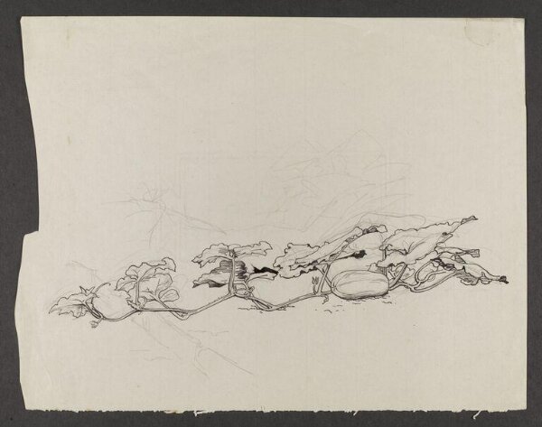 Potter, Beatrix, drawing