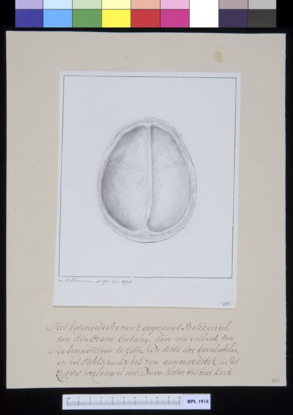 M Houtman, Animals: ape, skull