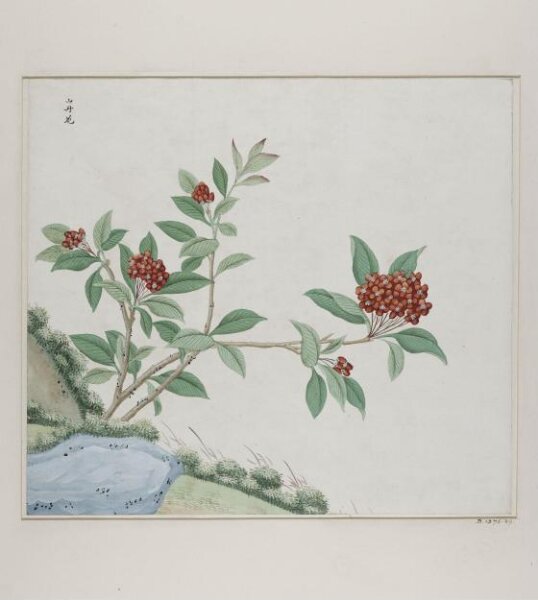 Unknown, Shan dan hua