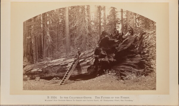 Carleton Watkins, In the Calaveras Grove. The Father of the Forest