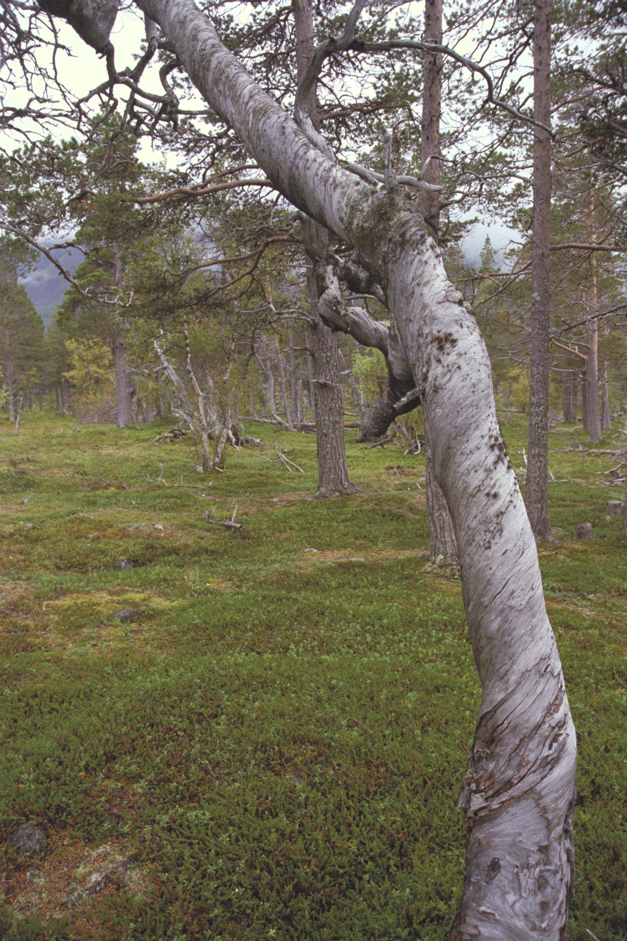 Bengt A Lundberg, Sádis (Satis)