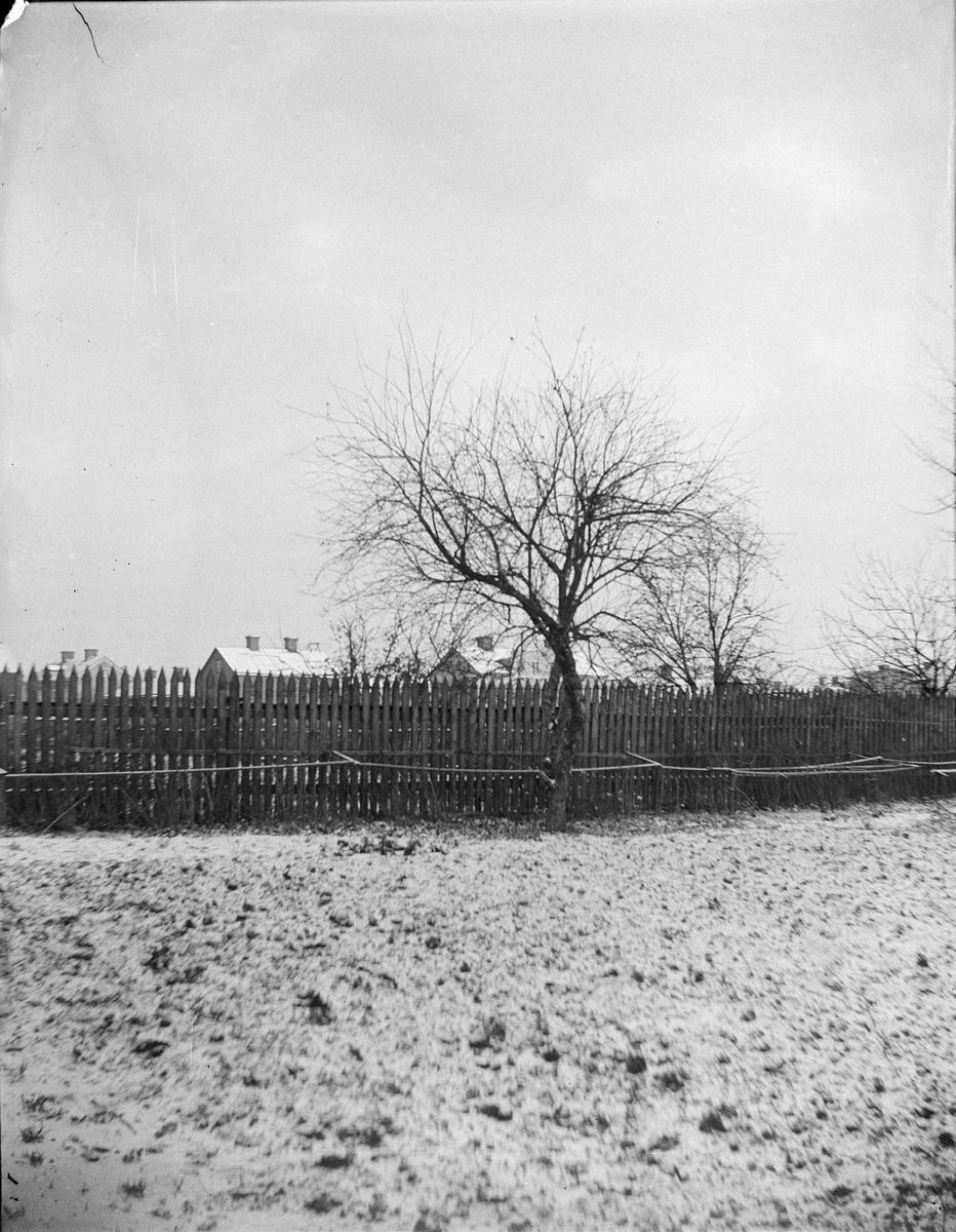 Carl Liljefors, The Garden, Svartden sden 37, the district Edda, Svartden, Uppsala 1900 - 1901