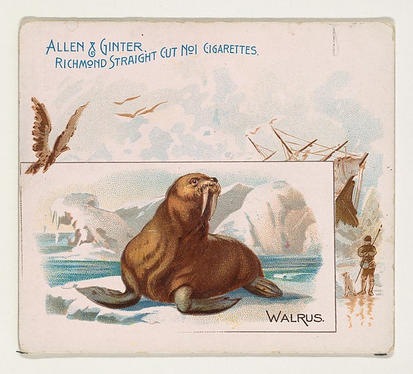 Allen & Ginter, Walrus, from Quadrupeds series (N41) for Allen & Ginter Cigarettes