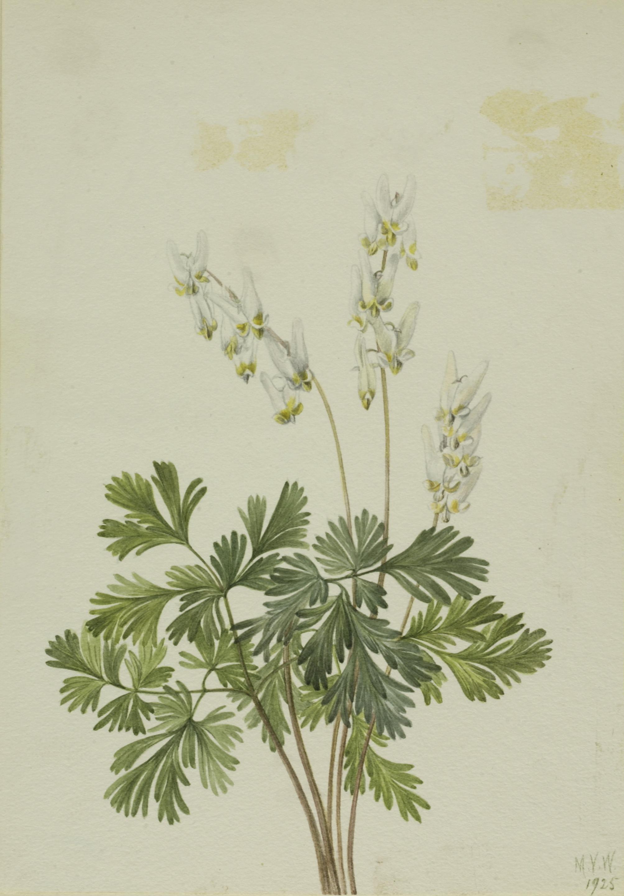 Mary Vaux Walcott, Dutchman's Breetches (Bikukulla cucullaria)
