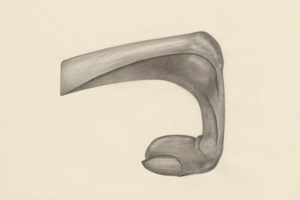 H.G Wetselaar, Muscular tissue of a mammal's finger