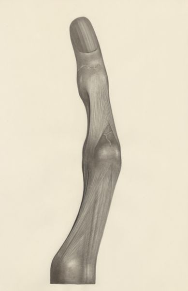 H.G Wetselaar, Muscular tissue of a lizards upper extremities